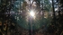 Woodlights 5079