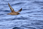 Sooty Shearwater in flight close, South Africa