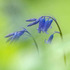 Beauty in Blue