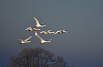 Whooper Swans