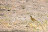 African Pipit