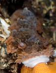 Tritonia hombergii feeding
