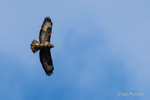 Common Buzzard (Buteo buteo) soaring high