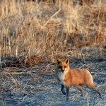 Red  Fox Vixen Vulpes vulpes