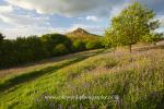 Bluebells at Roseberry Topping  Ref 0161