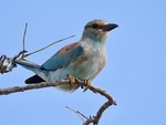 European Roller - South Africa