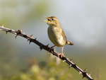 GRASSHOPPER WARBLER REELING