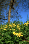 Lesser Celandine _ FL040