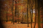 Bois de la Cambre - November 2012