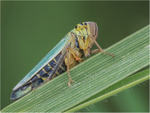 Leaf Hopper