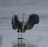 GREY HERON 6