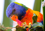 Lorikeet Feeding 10