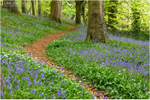 Bluebell Tracks, Portglenone (IMG1265)