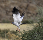 Pale Chanting Goshawk with Agama