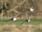 Wigeon portfolio