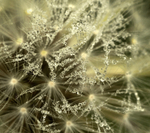 Taraxacum seedhead, Mynydd Llandygai