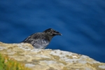 Raven