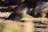 Gambel's Quail (female) standing still, Bosque del Apache, New Mexico