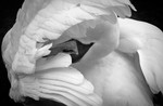 Morning Spruce Up_RLP0118