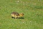 Canada Goose gosling