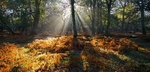 A Magical Dawn, Autumn, New Forest EDC213