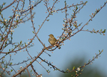 Tree Pipit