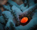Nestled