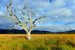 Dead tree, Glenmore Forest Park, Cairngorms