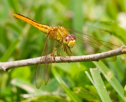 Dragonflies _0017