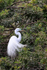 Great Egret, Venice Rookery, Florida