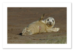 Seal Pup