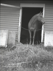Horses portfolio