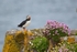 Puffin