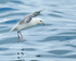 Fulmar landing on water, Grundarfjörður, Iceland
