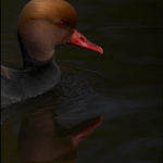 Red Breasted Pochard