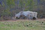Reindeer