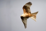 White Kite,Wales
