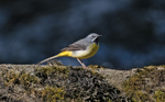 Grey Wagtail - Motacil...