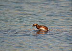 Slavonian Grebe
