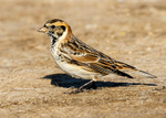 Lapland Bunting 1