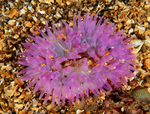 Urticina felina