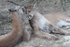 Panther affection