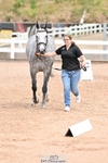 Trot Up 1.30 to 2.30 portfolio
