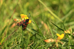 Six-spot Burnet upper wings, Seven Barrows, Berkshire