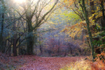 20th Nov Puddletown Forest
