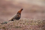 Grouse, Highlands