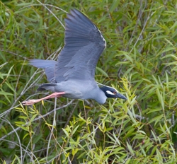 Yellow Crowned Night Heron _0021