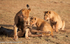Mother and cubs with a kill