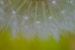 Dandelion Seeds