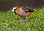 Hawfinch 1